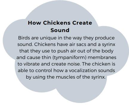 Chicken Vocalizations - Image 4