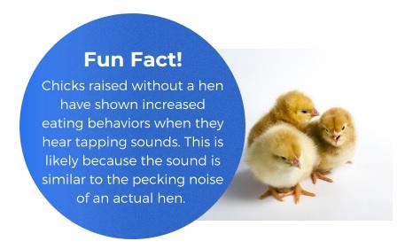 Chicken Vocalizations - Image 7