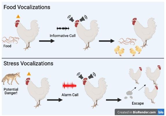 Chicken Vocalizations - Image 6