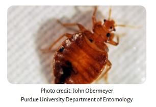 Poultry Parasites: Bed Bugs - Image 6