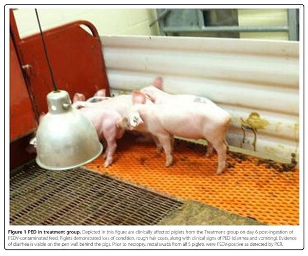 An evaluation of contaminated complete feed as a vehicle for porcine epidemic diarrhea virus infection of naïve pigs following consumption via natural feeding behavior: proof of concept - Image 3