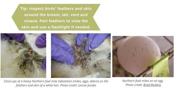 Poultry parasites: Northern fowl mites - Image 4
