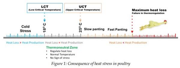 Managing heat stress in poultry: A strategic approach - Image 1