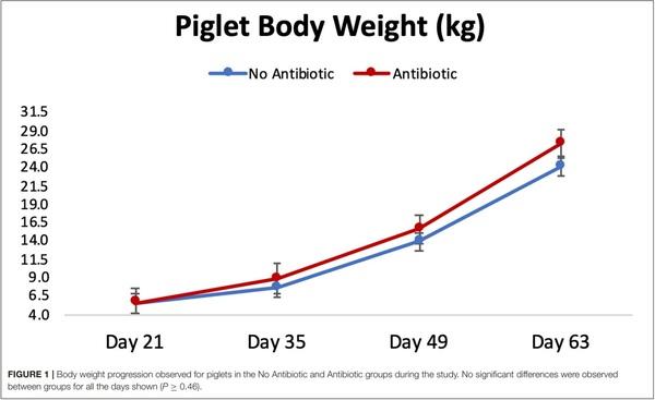 The Effects of Feeding Antibiotic on the Intestinal Microbiota of Weanling Pigs - Image 1