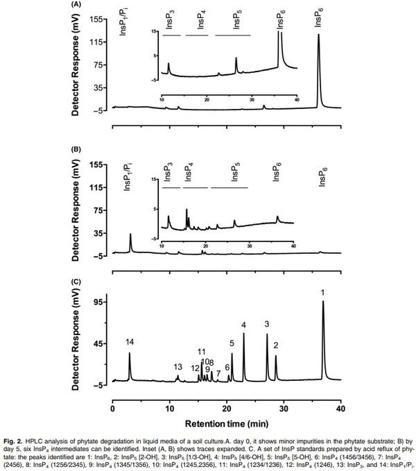 Improved sensitivity, accuracy and prediction provided by a high-performance liquid chromatography screen for the isolation of phytase-harbouring organisms from environmental samples - Image 2