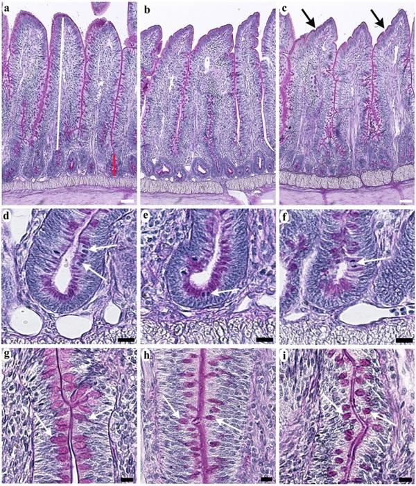 Dietary carbohydrate effects on histological features of ileal mucosa in White Leghorn chicken - Image 2