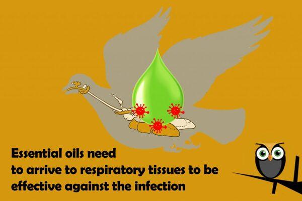 Respiratory diseases are scary, but essential oils can help! - Image 2