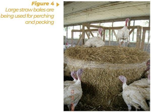 Enrichment for broilers and turkeys – from theoretical consideration to practical application - Image 4