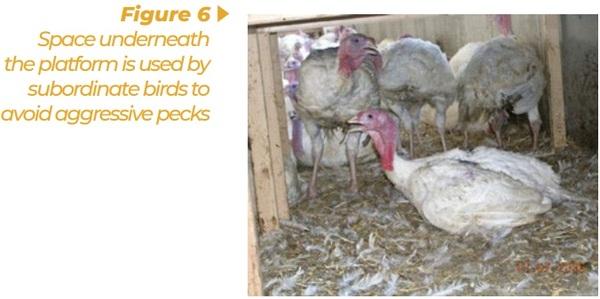 Enrichment for broilers and turkeys – from theoretical consideration to practical application - Image 6