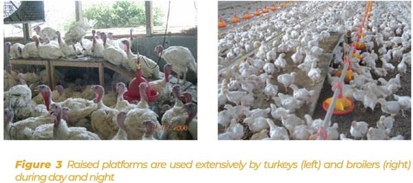 Enrichment for broilers and turkeys – from theoretical consideration to practical application - Image 3
