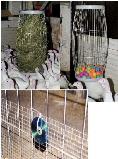 Enrichment for broilers and turkeys – from theoretical consideration to practical application - Image 12