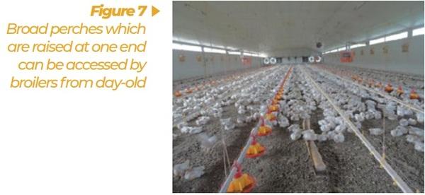 Enrichment for broilers and turkeys – from theoretical consideration to practical application - Image 7