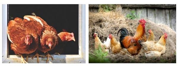 Sickness Behavior in Chickens - Image 5