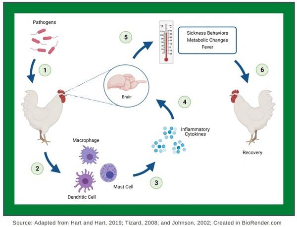 Sickness Behavior in Chickens - Image 4