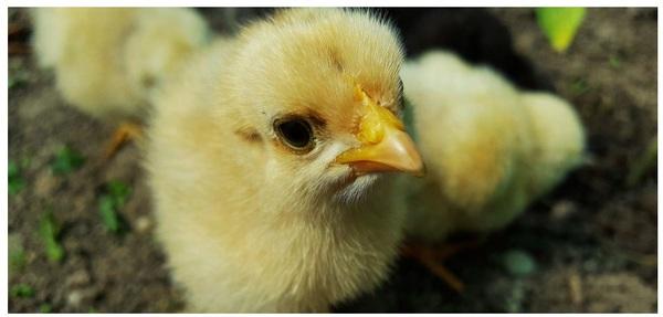 Sickness Behavior in Chickens - Image 2
