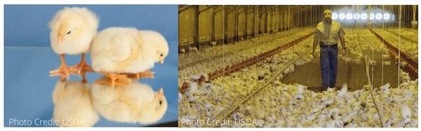 On-Farm Welfare Assessment: Broilers - Image 2