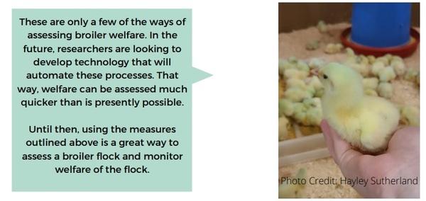 On-Farm Welfare Assessment: Broilers - Image 7