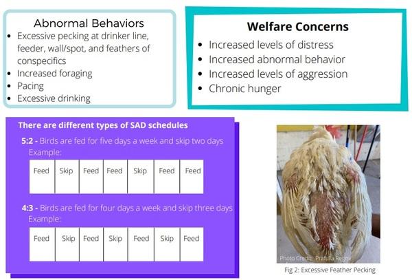 Welfare Aspects of Broiler Breeder Feeding Regimes - Image 5