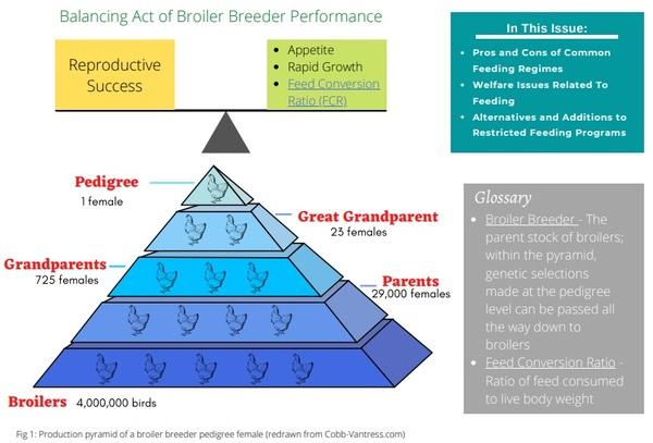 Welfare Aspects of Broiler Breeder Feeding Regimes - Image 2