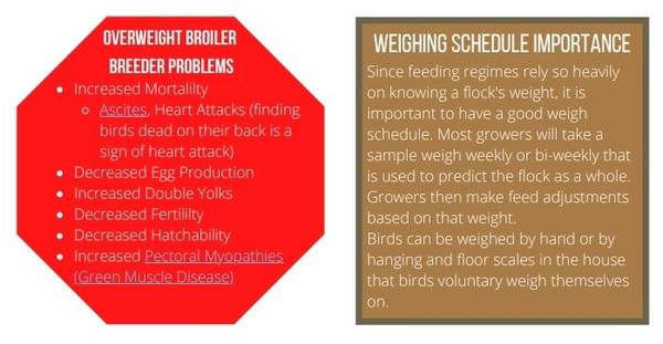 Welfare Aspects of Broiler Breeder Feeding Regimes - Image 3