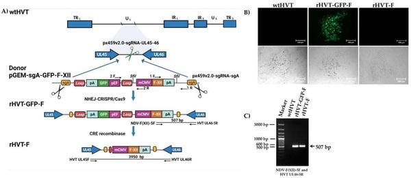 A Recombinant Turkey Herpesvirus Expressing the F Protein of Newcastle Disease Virus Genotype XII Generated by NHEJ-CRISPR/Cas9 and Cre-LoxP Systems Confers Protection against Genotype XII Challenge in Chickens - Image 2