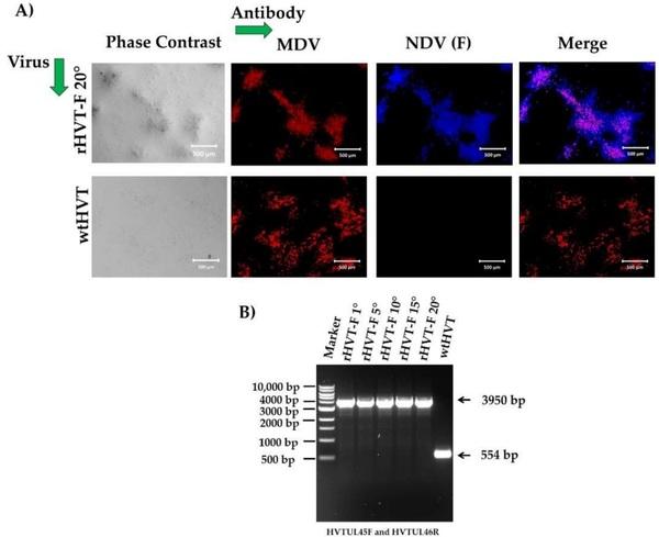 A Recombinant Turkey Herpesvirus Expressing the F Protein of Newcastle Disease Virus Genotype XII Generated by NHEJ-CRISPR/Cas9 and Cre-LoxP Systems Confers Protection against Genotype XII Challenge in Chickens - Image 5