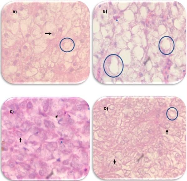 Carvacrol, Thymol and Allicin (Coxsan®) Evaluation in Tilapia (Oreochromis Sp.) - Image 3