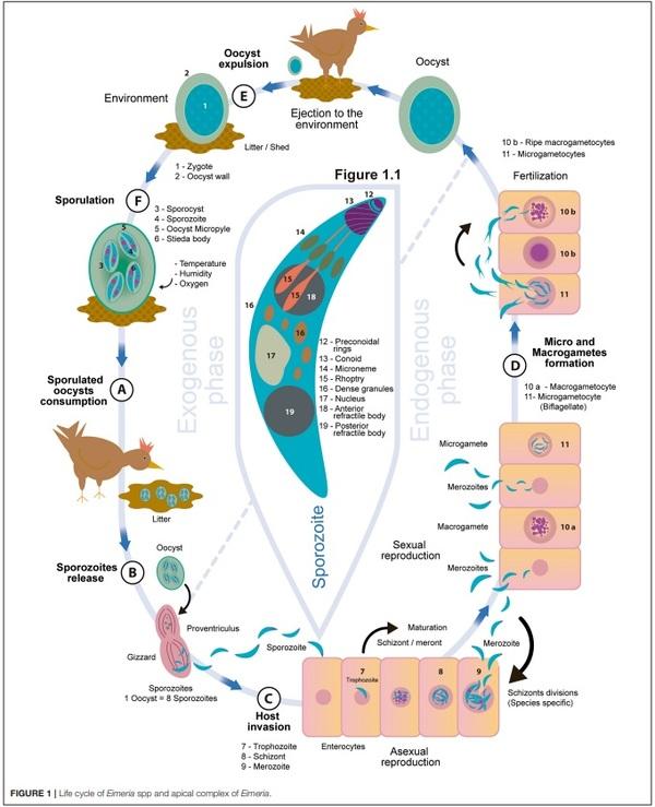Chicken Coccidiosis: From the Parasite Lifecycle to Control of the Disease - Image 1