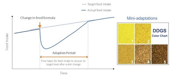 Volatility: challenges in animal feeding - Image 4