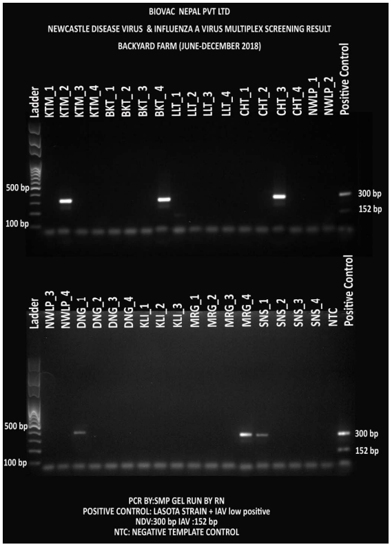 Figure 8: Screening test to detect NDV and IAV- a multiplex PCR where NDV was detected with 300 bp and IAV with 512 bp amplicons from commercial farms (n=36)