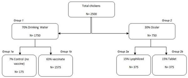 Figure 4: Field Trial of RanigoldungaTM I-2 ND Vaccine in two farms of the Kathmandu Valley. A total of 2500 chickens were given the vaccine by drinking water (70%) and ocularly (30%), and assessed for the vaccine efficacy. 