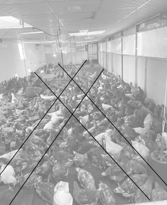 Figure 2: Illustration of Random sampling of chicken in a farm- an imaginary diagonal line from where birds were randomly selected and sampled.