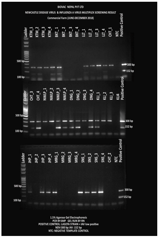 Figure 7: Screening test to detect NDV and IAV- a multiplex PCR where NDV was detected with 300 bp and IAV with 512 bp amplicons from commercial farms (n=40)