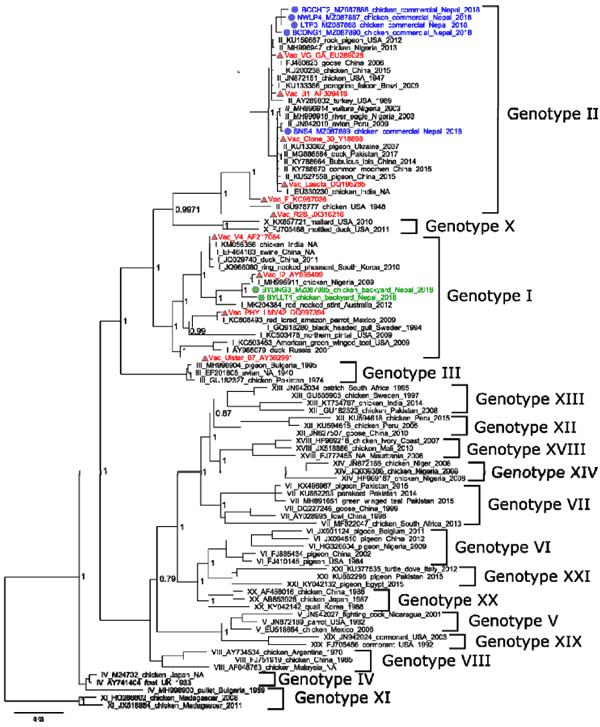 Figure 9: Phylogenetic analysis of nucleotide sequences from the amplified products of NDV fusion 378 genes. A phylogenetic tree reconstruction was performed using Bayesian Inference in Mr Bayes 379 (3.2.7version). The tree was viewed using Fig Tree V 1.4.4. 