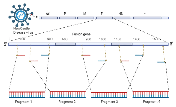 Figure 3 Targeted Fusion gene tiled PCR amplification on NDV genome using designed primers. The 199 image was created using Biorender web app (https://app.biorender.com/). 