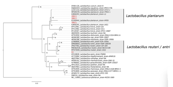 Figure 1. Maximum likelihood tree based on 16S rDNA gene sequences of different Lactobacillus spp. The isolates of the study are indicated in red font. Lactococcus plantarum was chosen as an out-group. The scale bar (0.03) shows the nucleotide substitution rate per site. Bootstrap probabilities as determined for 1000 replicates are shown at nodes. The isolate C4/36(4) has been labeled a C4 in the given phylogenetic tree.