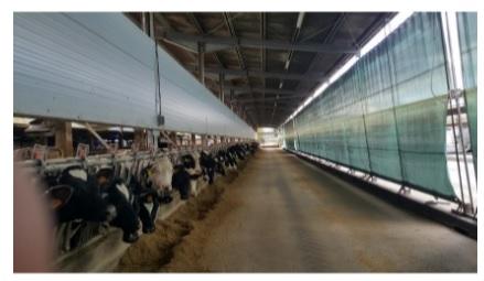 Protection from direct and indirect solar radiation - an important factor for dairy cows in summer - Image 1