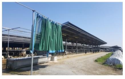 Protection from direct and indirect solar radiation - an important factor for dairy cows in summer - Image 2