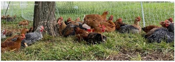 Free-range poultry predators - Image 2