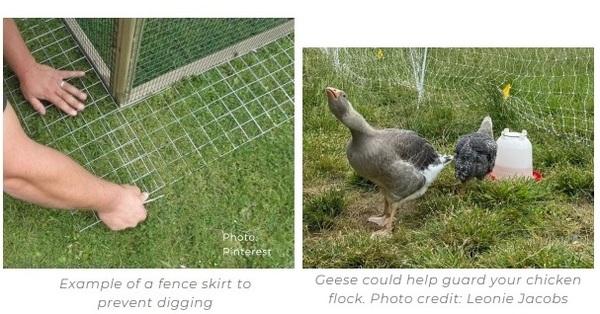 Free-range poultry predators - Image 1