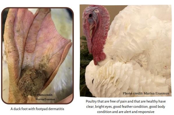 Maintaining Poultry Welfare: Identifying Pain and Deciding about Treatment or Euthanasia - Image 4