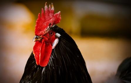 Maintaining Poultry Welfare: Identifying Pain and Deciding about Treatment or Euthanasia - Image 2