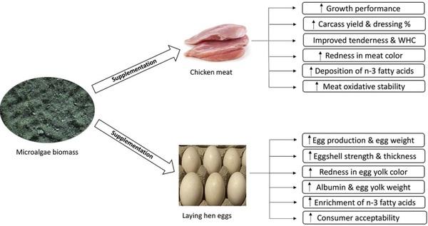 Dietary microalgae on poultry meat and eggs: explained versus unexplained effects - Image 1