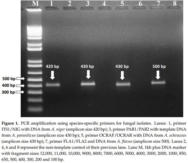 Occurrence of Mycotoxins and Toxigenic Fungi in Cereals and Application of Yeast Volatiles for Their Biological Control - Image 2