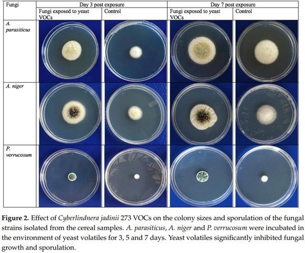 Occurrence of Mycotoxins and Toxigenic Fungi in Cereals and Application of Yeast Volatiles for Their Biological Control - Image 4