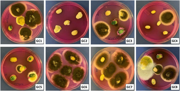 Fig 1. Isolation of fungi on DRBC agar from green coffee (GC) beans samples. Isolation of fungi on Dichloran Rose Bengal Chloramphenicol (DRBC) agar from green coffee (GC) beans samples. All green coffee beans samples yielded fungal communities, while none of roasted and soluble coffee samples showed fungal infection.