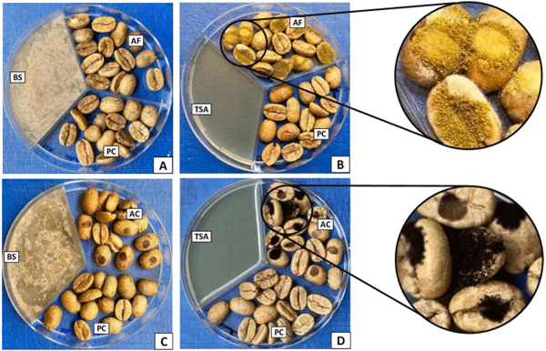 Fig 4. In vivo antagonistic activity of Bacillus simplex 350–3 volatiles against the growth of toxigenic fungi on infected coffee beans. There was a significant growth of A. flavus (B) and A. carbonarius (D) on coffee beans in the absence of B. simplex volatile, compared to complete inhibition of fungi in A and B in the presence of bacterial volatile. BS (Bacillus simplex on tryptic soy agar); AF (coffee beans infected with Aspergillus flavus); PC (Plain coffee beans); AC (coffee beans infected with Aspergillus carbonarius); TSA (tryptic soy agar without any bacteria).