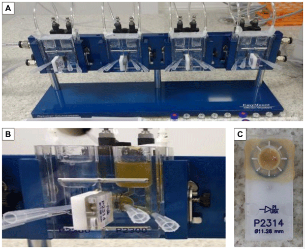 Figure 1 - Ussing chambers used in the ex vivo tests with jejunal explants of broilers. (A) General view of the equipment, which includes four Ussing chambers, with a heater block and O2 and CO2 circulation. (B) Close view of an Ussing chamber, showing the two chamber halves with the buffer solution and the substance under evaluation, separated by a piece where the tissue is fixed. (C) The slider, where the tissue is fixed by the steel pins. The slider is positioned between the two middle chambers, forming a barrier.