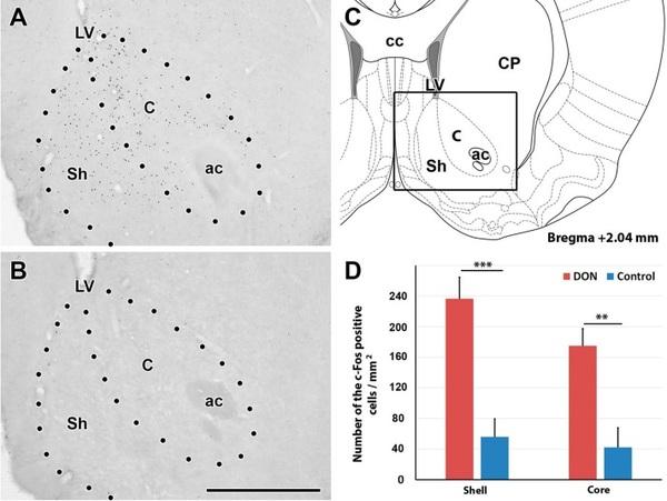 The mycotoxin deoxynivalenol activates GABAergic neurons in the reward system and inhibits feeding and maternal behaviours - Image 6