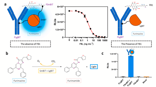 Fig. 1. Synopsis of the detection protocol. (a) Schematic representation of the principle of the homogeneous competitive FNanoBiT assay. (b) Oxidization of substrate by NanoLuc enzyme subunits. (c) Luminescence generation upon the binding of FSmBiT and FLgBiT.
